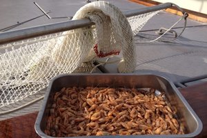 Zeilen met school naar het Wad of naar Amsterdam